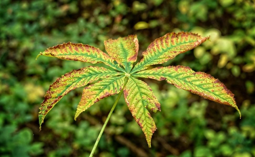 12 Common Marijuana Leaf Problems and How to Fix Them