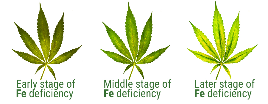 Cannabis Leaf Yellowing Chart