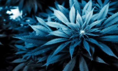 Blue Dream Cannabis Strain Review