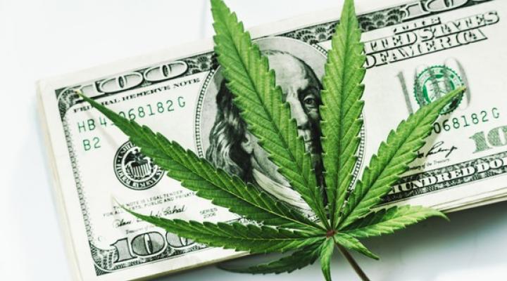 Cannabis Farming is Highly Profitable