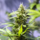 Holy-Grail-Kush-Cannabis-Strain-review