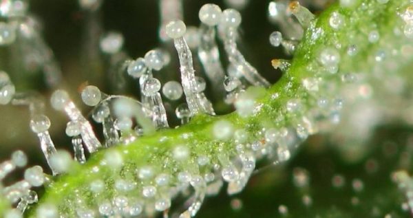 Select Strains With Higher THC Levels