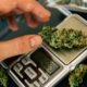 Weed Measurements A Complete Guide