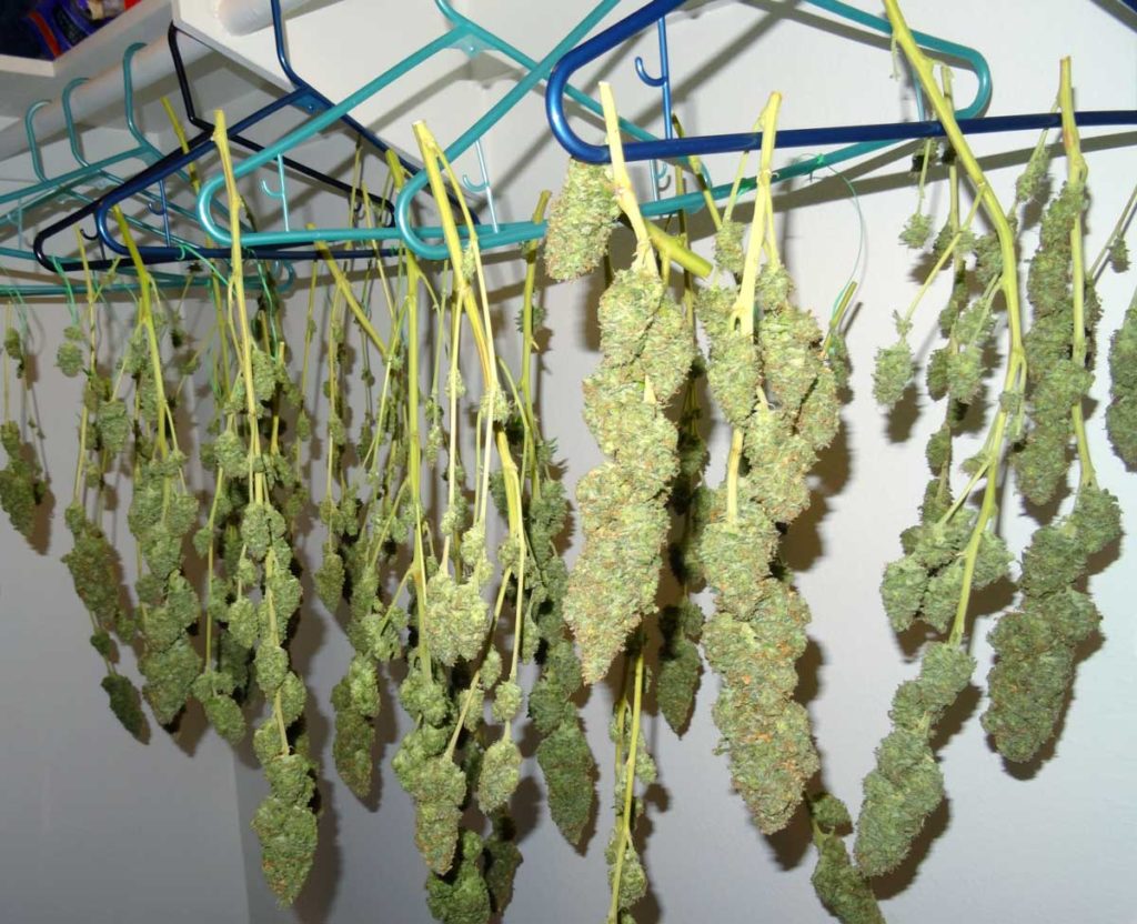 cannabis-drying-in-closet