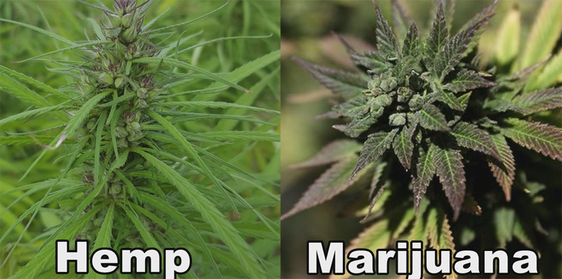 Marijuana-vs-Hemp-Leaves