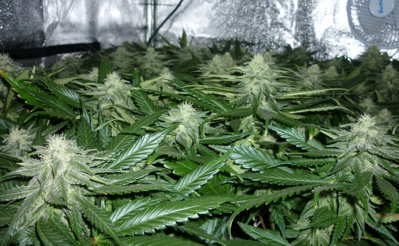 UGORG #1 cannabis leaf