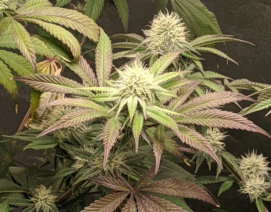 Runtz-cannabis-plant