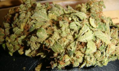 SSSDH Weed strain review
