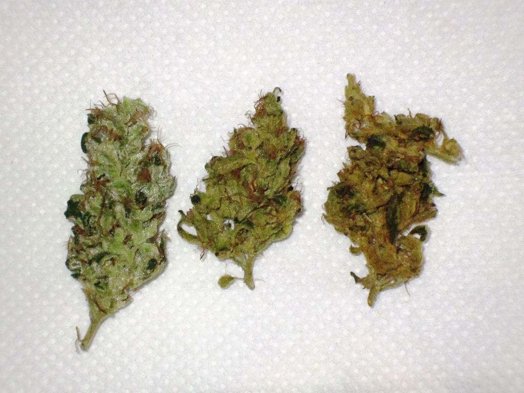 SSSDH cannabis 3 buds