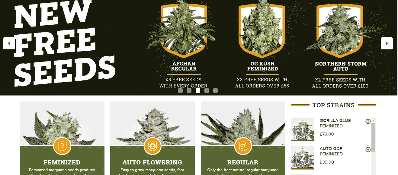 MSNL Free Seeds - How To Get Cannabis Seeds For Free?