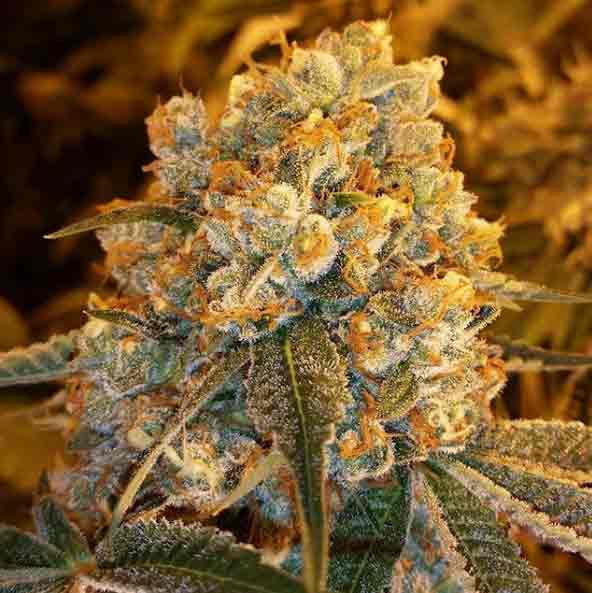 Headband Og Strain Review Taste Effects Medical Use Growing Info