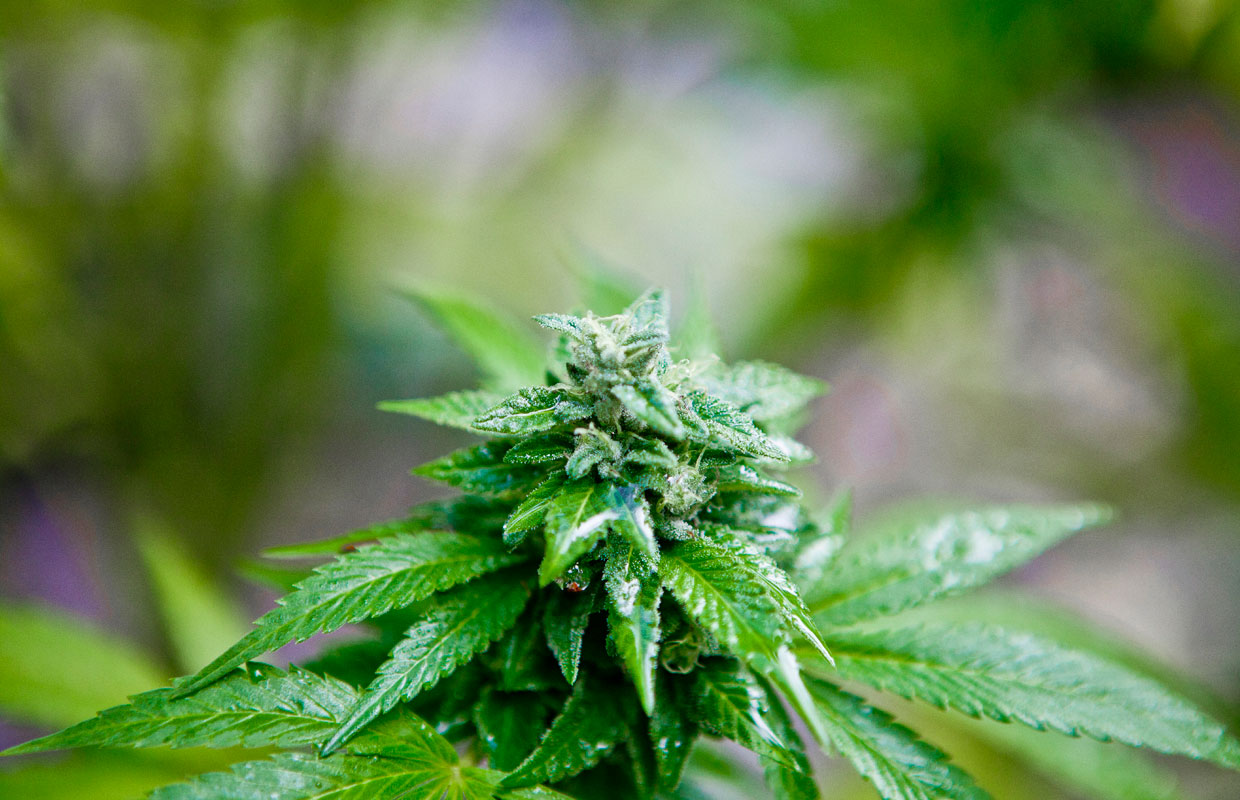 Cannabis-Durban-Poison-plant