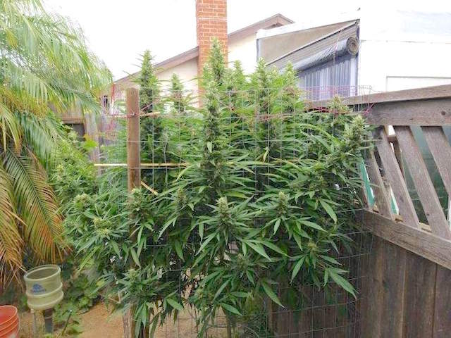 Durban-Poison-growing at home