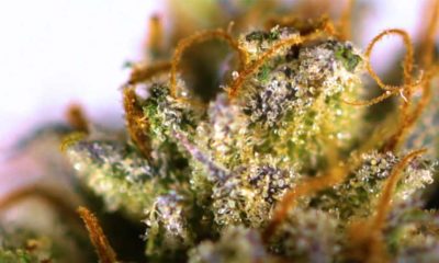 Durban-Poison-strain-Cannabis-review