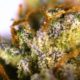 Durban-Poison-strain-Cannabis-review