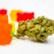 gummies and cannabis bud