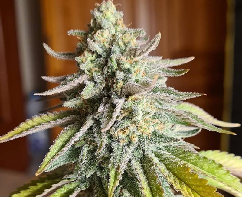 Mataro-Blue-cannabis-plant