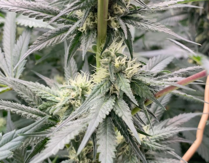 Slurricane cannabis plant