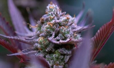 Sunset-Sherbet-cannabis-plant-leaves