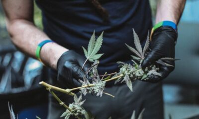 Ways To Trim Marijuana Plants