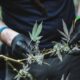 Ways To Trim Marijuana Plants