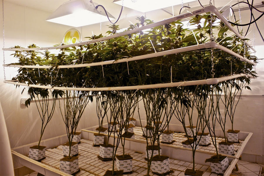 weed-hydroponic-plants