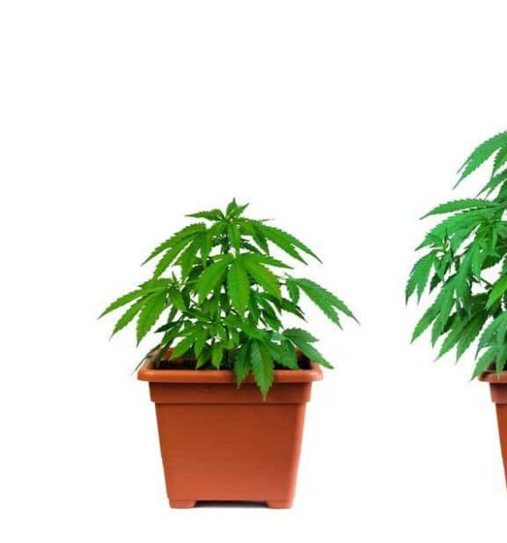 best pot size for cannabis