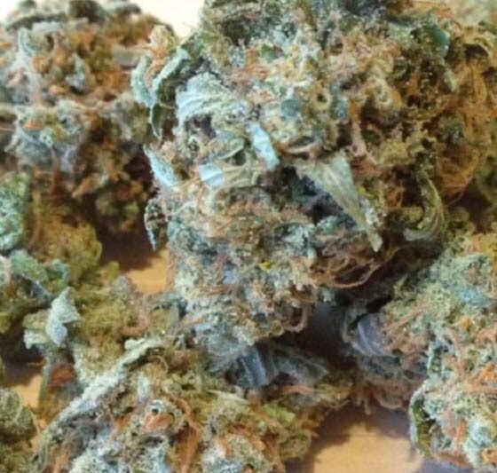 acapulco-gold-strain-review