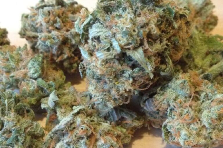 Acapulco Gold Cannabis Strain: A Legendary Classic