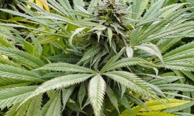 Afghani Landrace Strain