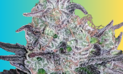 Colombian Gold Strain