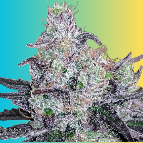 Colombian Gold strain buds and trichomes