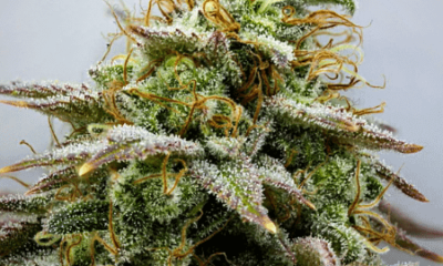 Hindu Kush Landrace Strain