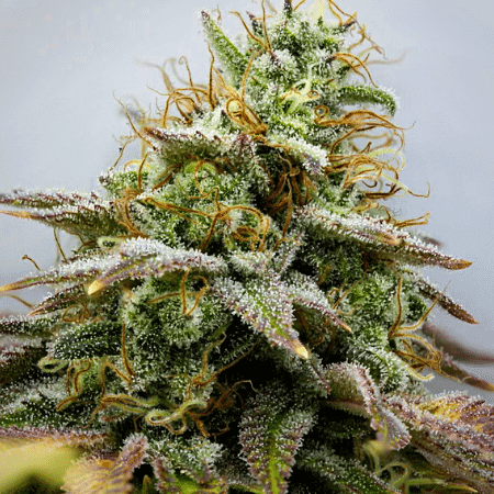 Hindu Kush Landrace strain buds and trichomes