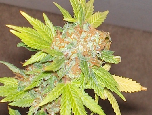 Lebanese Red strain buds and trichomes