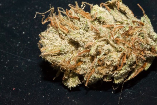 Malawi Gold strain buds and trichomes