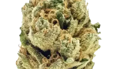 Nepalese Highland strain