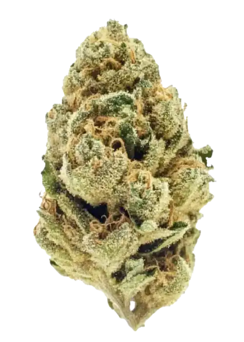 Nepalese Highland strain buds and trichomes